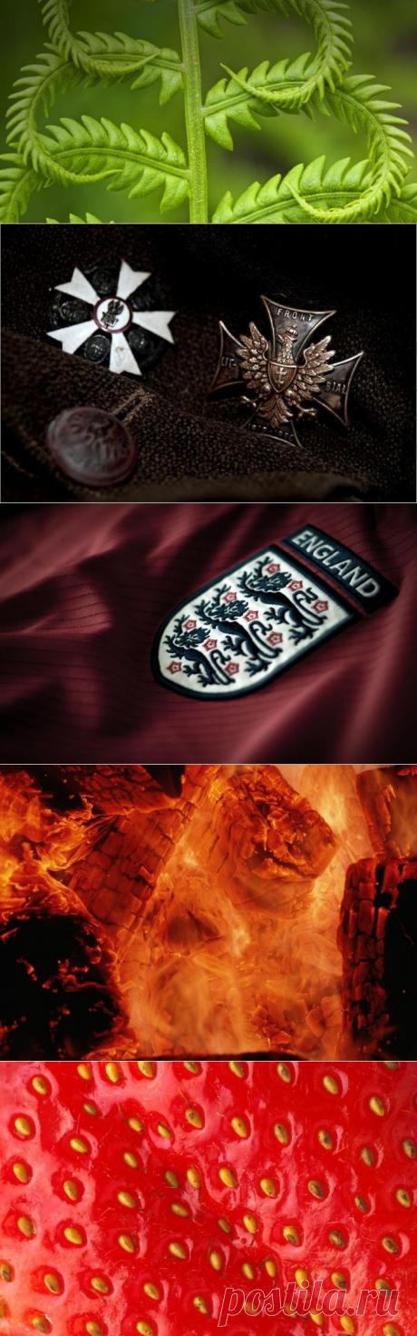 Красота в макрофотографиях.