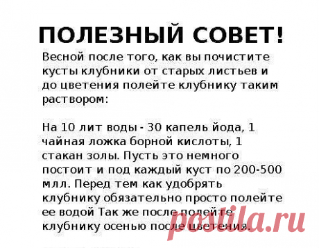 Весенняя подкормка клубники.