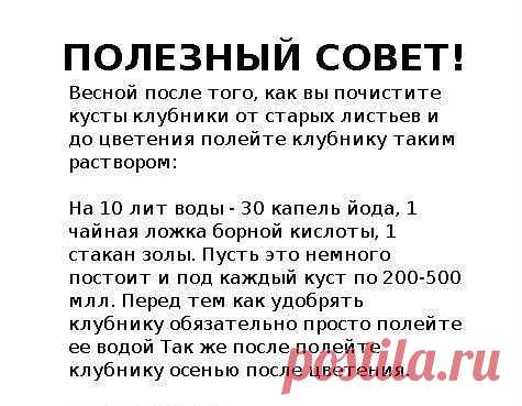 Весенняя подкормка клубники.