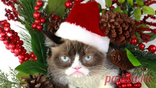 Свежая Новогодняя подборка смешных котиков, которая точно Вас развеселит (14 фото). Часть 2 | Забавный Бим | Яндекс Дзен