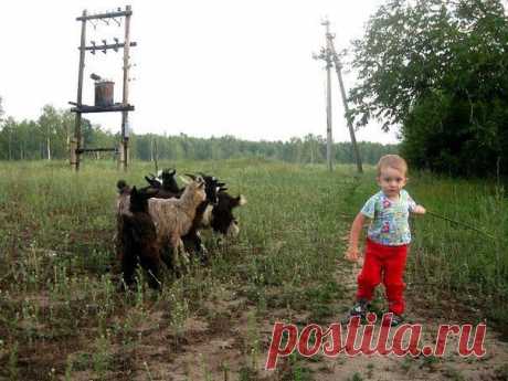К бабушке в деревню отвезли на лето