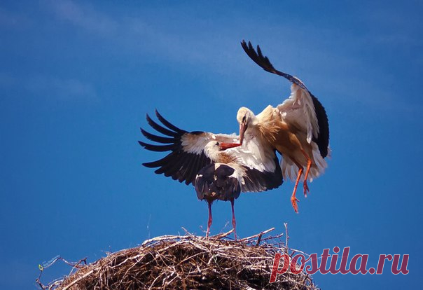 «Поднебесье». Фотограф — Сергей Домбровский: nat-geo.ru/photo/user/316013/