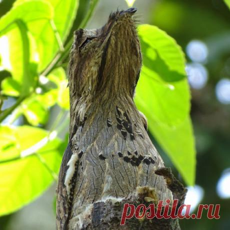 10 птиц с самыми необычными защитными механизмами