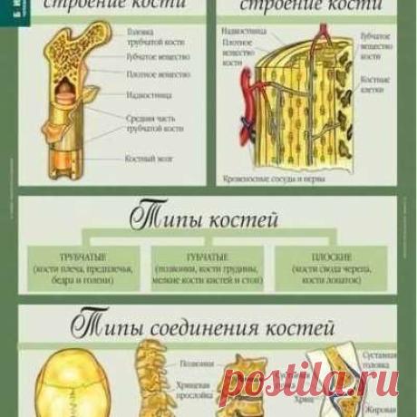 Учитель биологии!