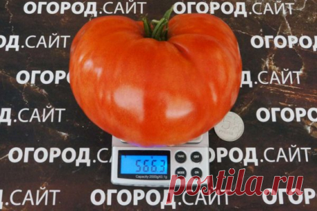 Томат Сибирский килограмм (минусинский), семена | ОГОРОД.сайт