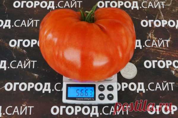 Томат Сибирский килограмм (минусинский), семена | ОГОРОД.сайт