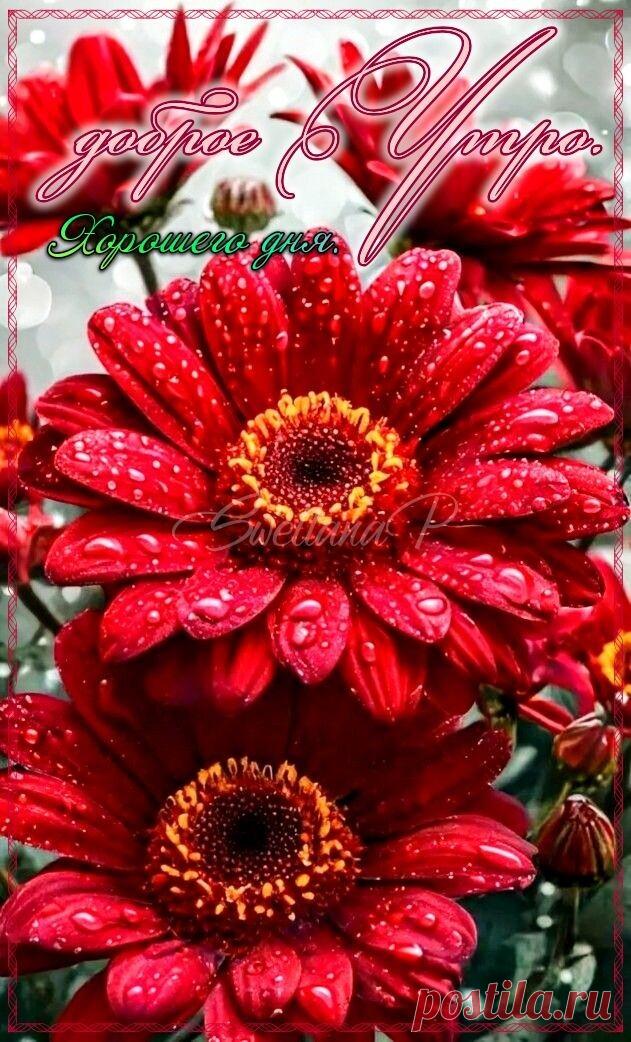 С добрым утром Привет Здрасте Добрый день