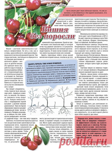 Вишня без поросли