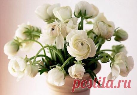 Дэниел Гоулман: Лучшее противоядие от рассеянности