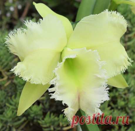 Lime Light  A more natural colouring of this interesting and beautiful  Cattleya orchid hybrid with a very weird name - Rlc Green Golf "Hair Pig"   Don't ask me how something so beautiful gets a name like that.