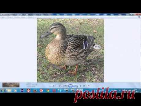 Домашние животные.Звуки домашних животных для детей - YouTube