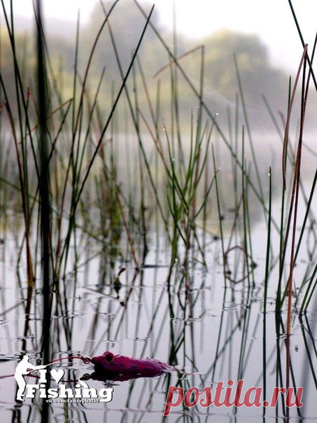 Силиконовые квакеры / Богатая добыча