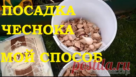 Посадка чеснока. Мой проверенный способ!