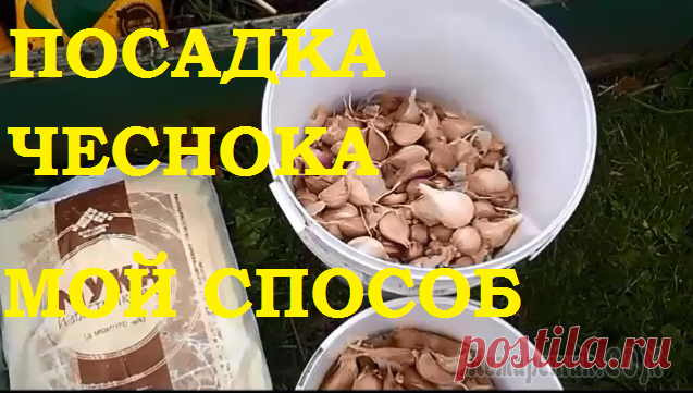 Посадка чеснока. Мой проверенный способ!
