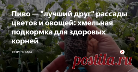 Пиво — "лучший друг" рассады цветов и овощей: хмельная подкормка для здоровых корней Не "бабушкин", а "дедушкин" способ! Возможно, идея покажется кому-то странной. Но о подкормке рассады хмельным напитком написано многое. В том числе и положительные отзывы овощеводов и цветоводов, уже попробовавших инновационный вариант. Улучшается состав почвы, растения активнее впитывают питательные вещества, да и в самом напитке содержится много полезного для молодых растений!
Чем полезна хмель