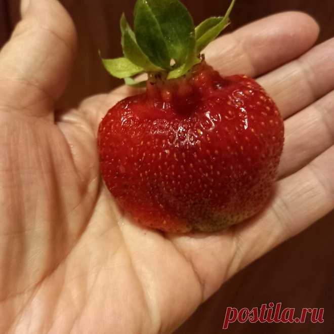 Как превратить почву на грядке в обогащенный грунт - 5 способов, доступных любому огороднику | Волжский сад | Дзен