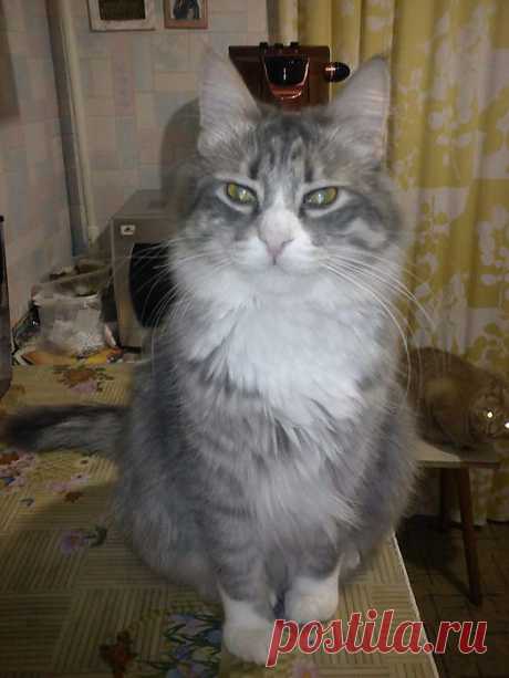Кот, который любит обниматься.