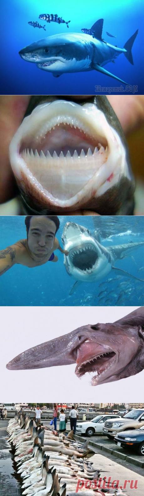 10 удивительных фактов об акулах, о которых вы не знали