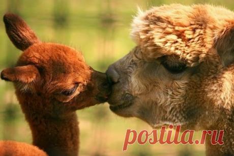 ТАКИЕ РАЗНЫЕ И ОЧЕНЬ ТРОГАТЕЛЬНЫ - 36 фото. Фотографии Тамара Колинченко.