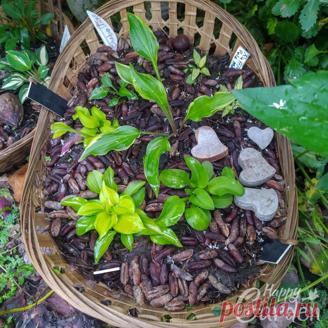 Моя гениальная идея подарка для того, кто любит хосты. | Happy Garden | Дзен