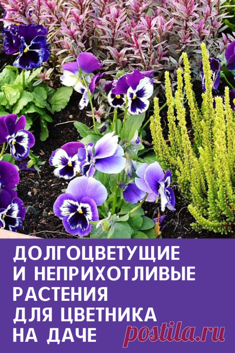 Многим дачникам-горожанам на цветник порой просто не хватает драгоценного времени. Предлагаем подобрать для цветника декоративные и долгоцветущие, но неприхотливые и выносливые однолетники и многолетники.