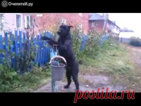 Верный носильщик воды | ВИДЕОСМАК