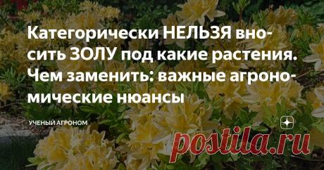 Категорически НЕЛЬЗЯ вносить ЗОЛУ под какие растения. Чем заменить: важные агрономические нюансы Статья автора «УЧЕНЫЙ АГРОНОМ» в Дзене ✍: Зола губит кислолюбивые растения — не все об этом знают. Дачники сыплют золу под все растения подряд. Думают — натуральное удобрение, только польза.