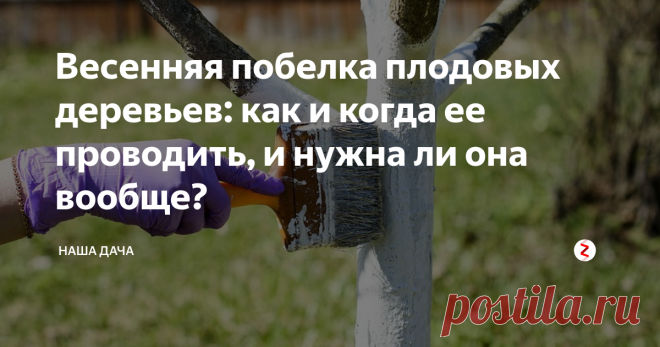 Весенняя побелка плодовых деревьев: как и когда ее проводить, и нужна ли она вообще? Забегая вперед, скажу, что, хоть совсем без побелки обойтись можно, но все же лучше сделать эту процедуру. И на это имеется несколько веских причин.