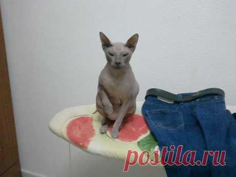 а штаны погладить?