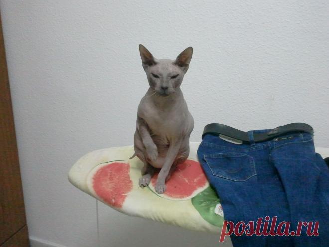 а штаны погладить?