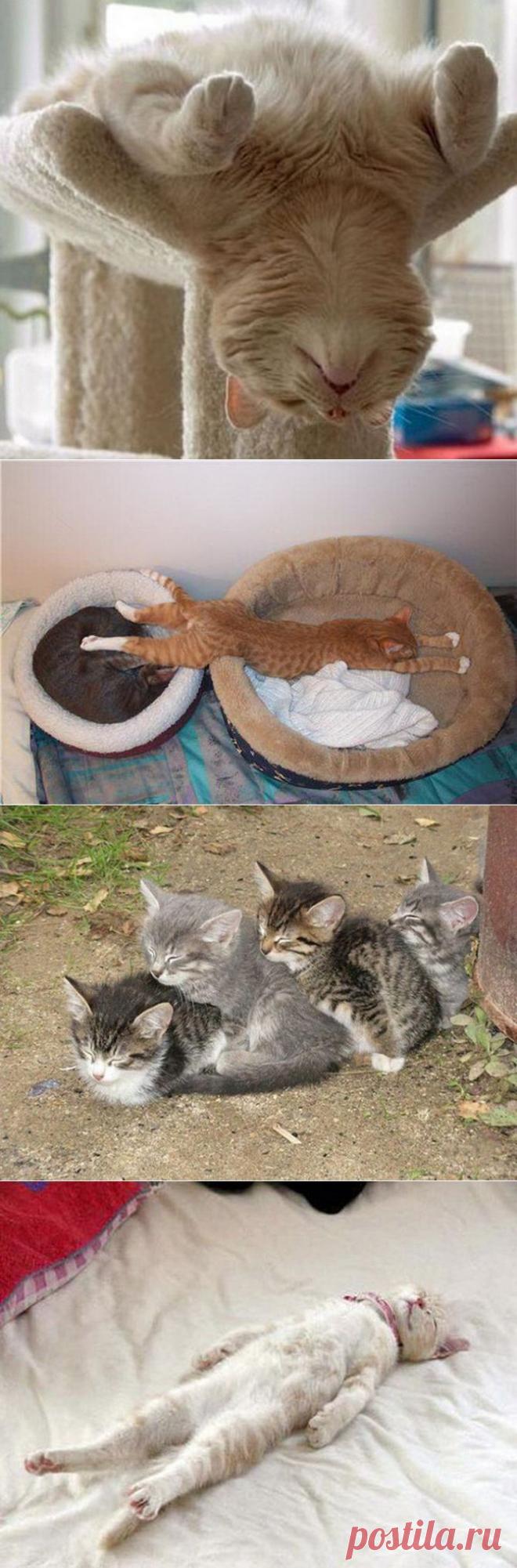 А ВЫ ТАК СМОЖЕТЕ УСНУТЬ?))) (ФОТО) | Давай поговорим