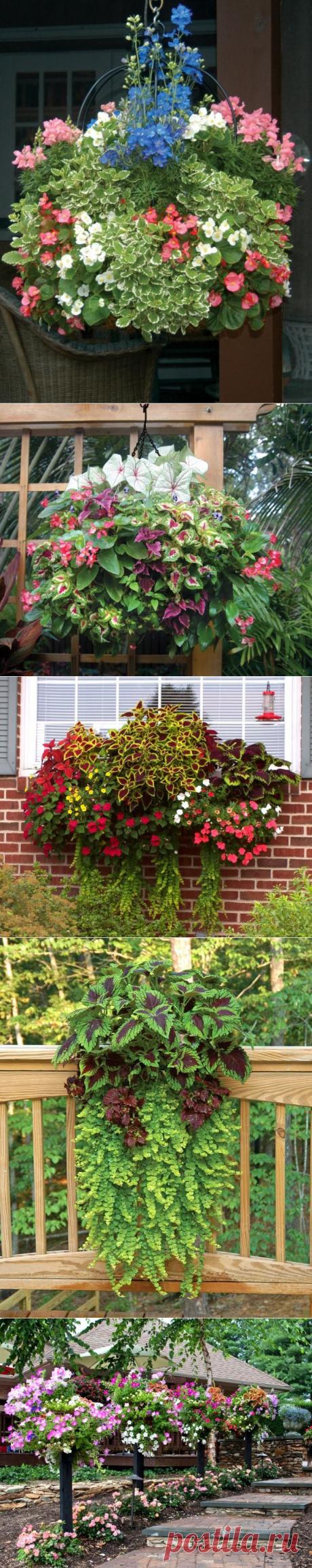 Контейнерные сады Памелы Кроуфорд / Ландшафтный дизайн / 7dach.ru