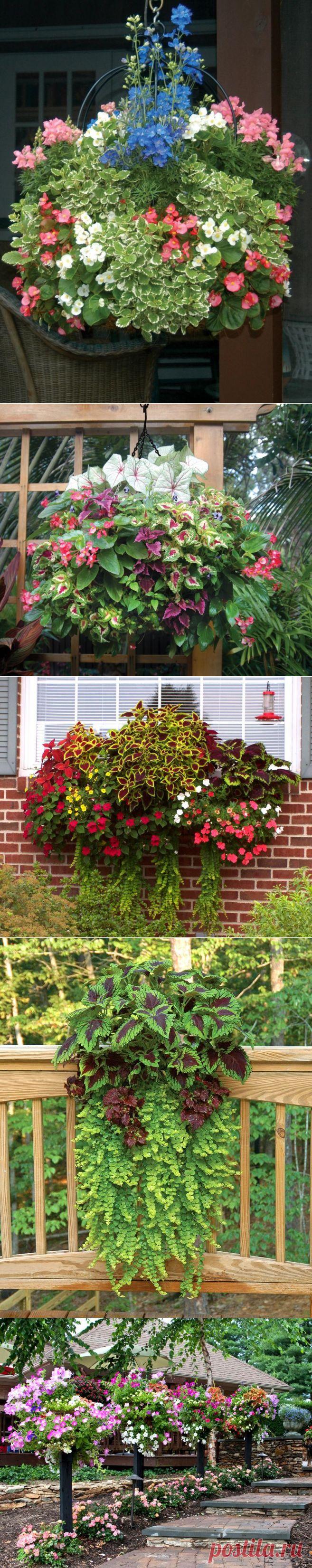 Контейнерные сады Памелы Кроуфорд / Ландшафтный дизайн / 7dach.ru