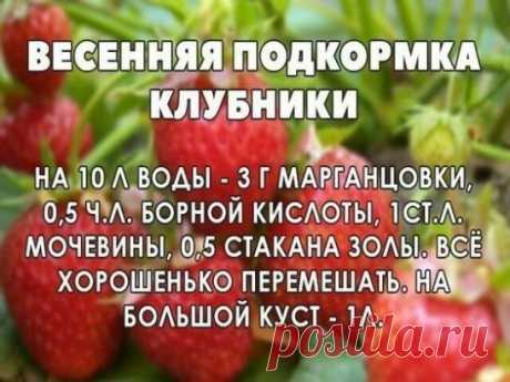 Как ухаживать весной за клубникой?
1. Обрезать сухие прошлогодние листья, усы и цветоносы. Здоровые, зелёные листья сохраняют до появления молодых листочков.
2. Убрать прошлогоднюю мульчу, в ней перезимовали вредители, вирусы и грибки. Без мульчирующего слоя почва и корневая система земляничных кустов прогреются быстрее.
3. Подкормить посадки до цветения. Это может быть настой коровяка или комплексные удобрения, лучше специализированные для клубники..
4. Разрыхлить почву между кустами. Такая опе