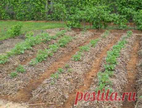 Как выращивать картофель под соломой: руководство от дачников