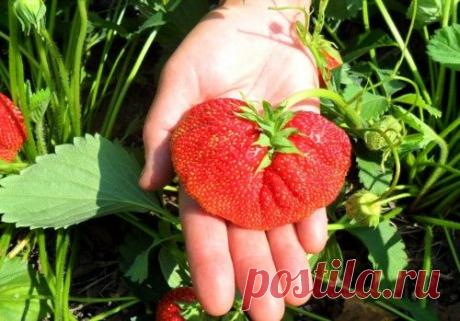 Клубника из семян на снегу: