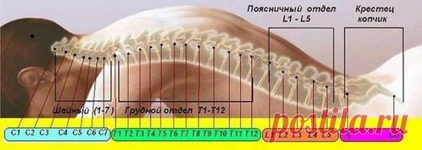 ПРОЕКЦИЯ СКРЫТЫХ БЛОКОВ НА ПОЗВОНОЧНИКЕ ПОЗВОНОЧНИК