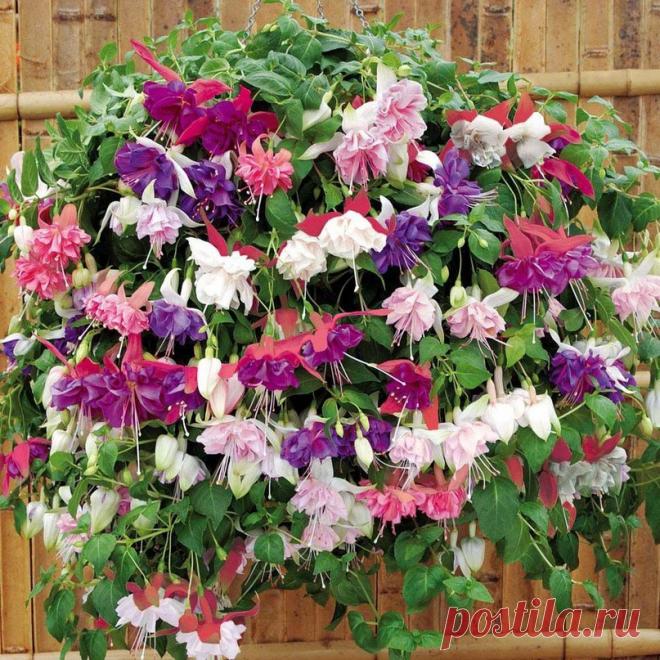 Фуксия: барышня с характером.