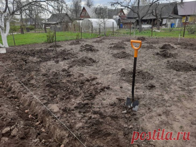 Как превратить песок в чернозём? Секретное удобрение из кухонных отходов. Представьте: вместо рыхлого песка на вашем участке — тёмная, рассыпчатая почва, в которой легко укореняются растения и созревают гигантские овощи.