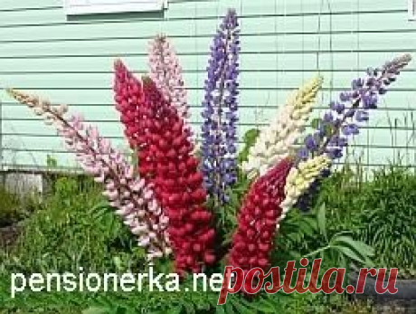 люпин или волчьи бобы