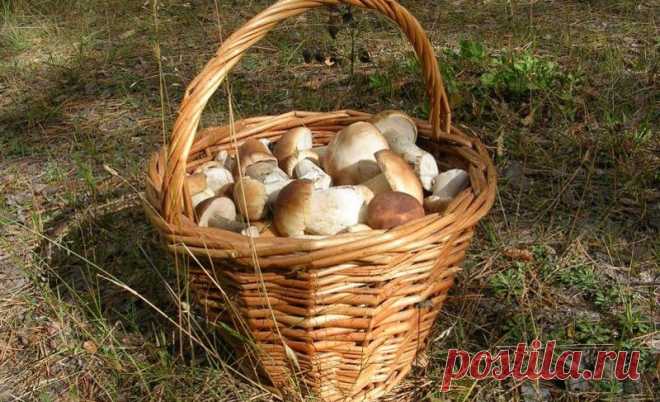 Советы грибникам — Делимся советами