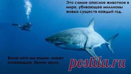Жизнь в стиле ECO