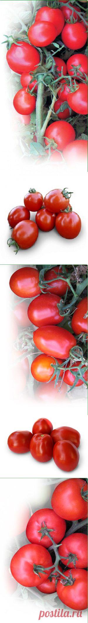 Томаты Детерминантные, ранние томаты
