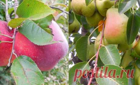 Яблоки или груши: что полезнее — научные факты
Яблоки и груши — одни из самых любимых с детства фруктов. У каждого — свои сторонники: кто-то больше любит яблоки, кто-то — груши, а кто-то — и то, и другое. Сегодня разбираемся, какой из этих двух фруктов полезнее. Питательность яблок Сочные, хрустящие, ароматные, желтые, зеленые, красные, зимние и летние — яблоки доступный в любое время года и […]
Читай дальше на сайте. Жми подробнее ➡