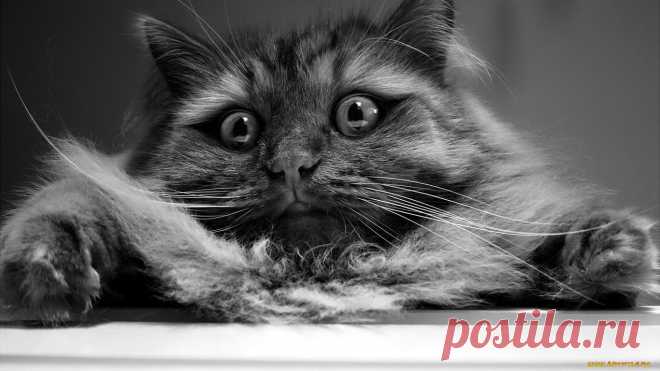 Обои Животные Коты.