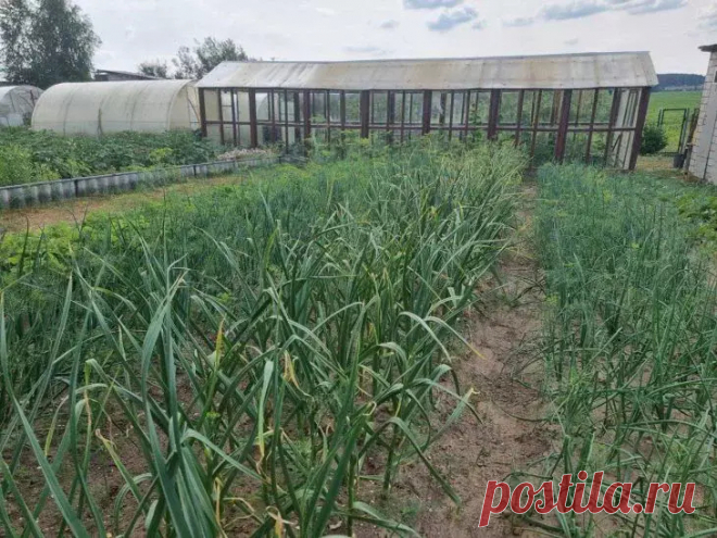 Срочно подкормите чеснок этим в конце июня – головки вырастут с кулак. Конец июня – переломный момент для будущего урожая ароматных головок. Правильная подкормка сейчас решит все: размер зубков и их сохранность зимой.