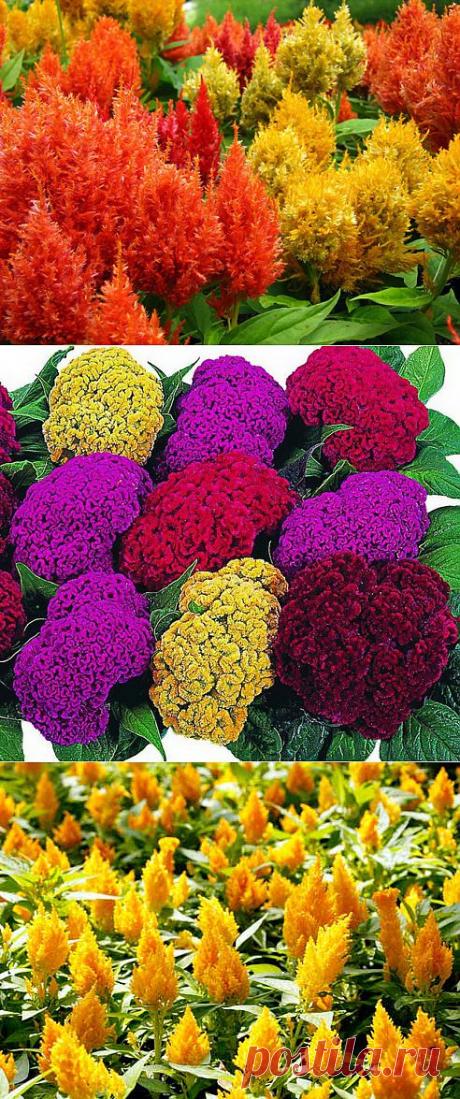 Выращиваем целозию.