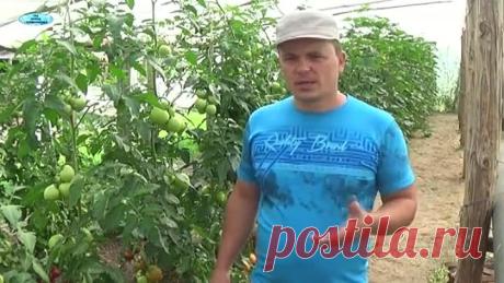 ДЛЯ ЧЕГО И КАК ПРОВОДИМ ФОРМИРОВАНИЕ ТОМАТОВ