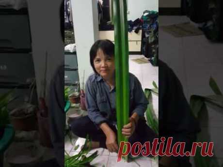 EP 2 : สอนพับใบเตยหอมยักษ์  byสมร ใบเตยหอม