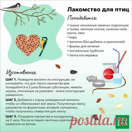 Лакомство для птиц